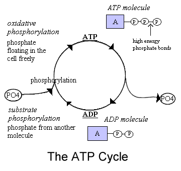 atp role hydrolysis